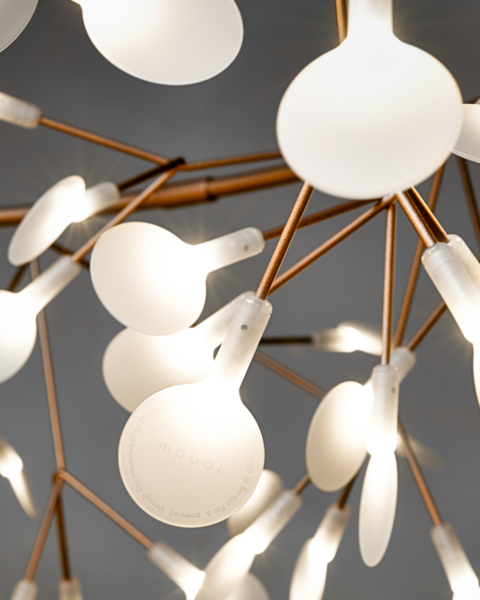 Heracleum-detail-Electrosandwich (1)
