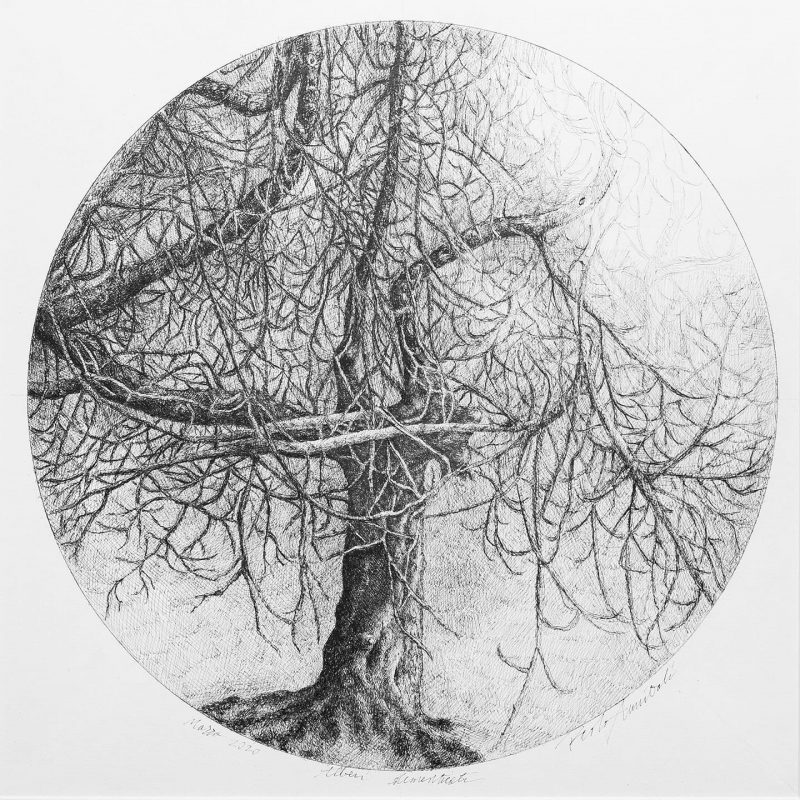Alberi dimenticati, Fico 2020