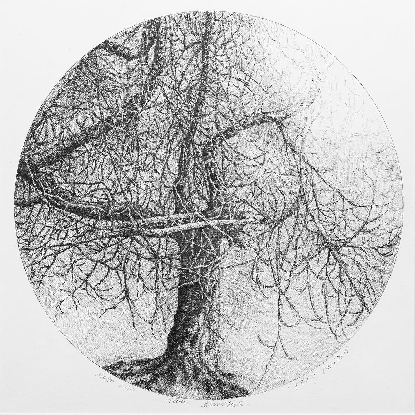 Alberi dimenticati, Fico 2020