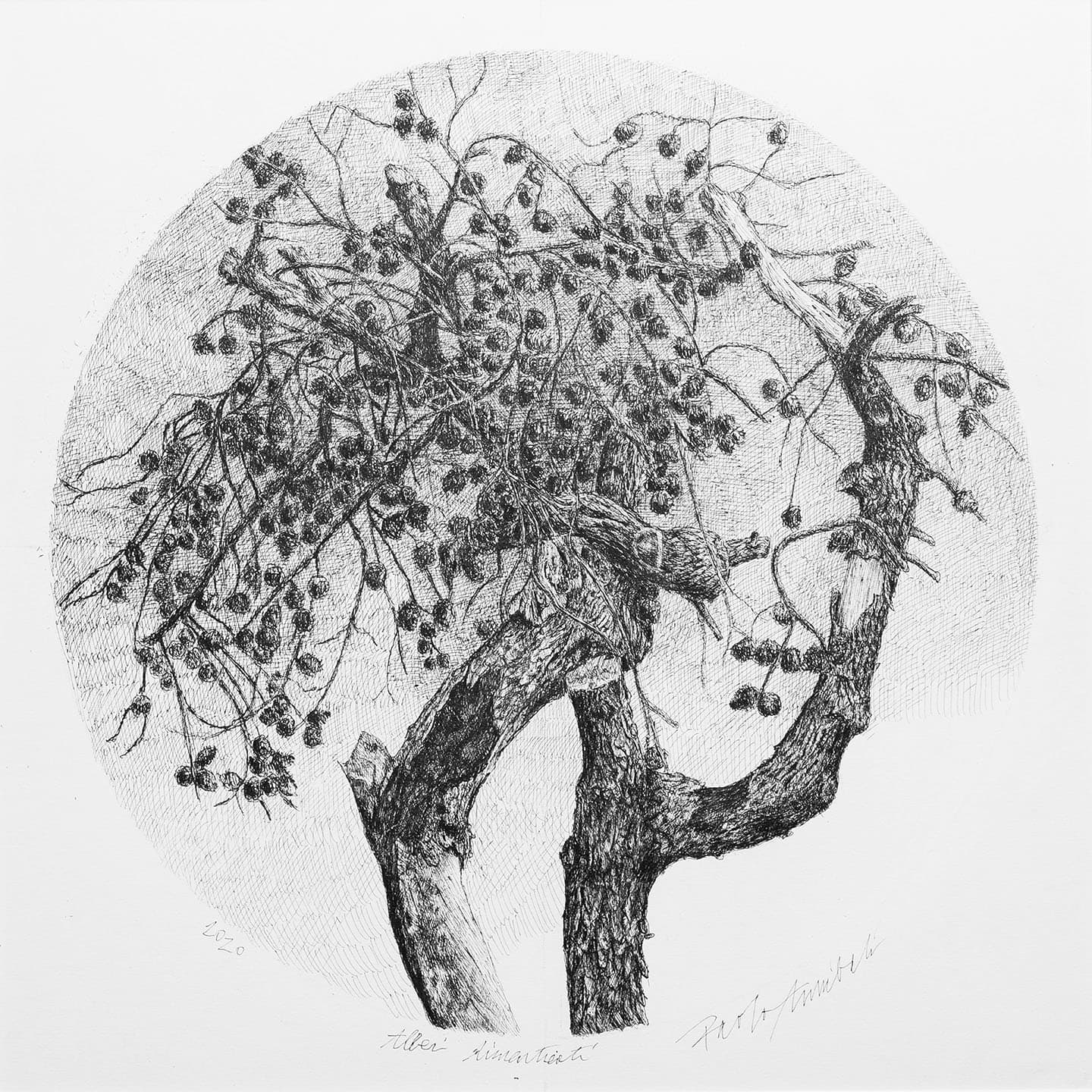 Alberi dimenticati, Pino 2020