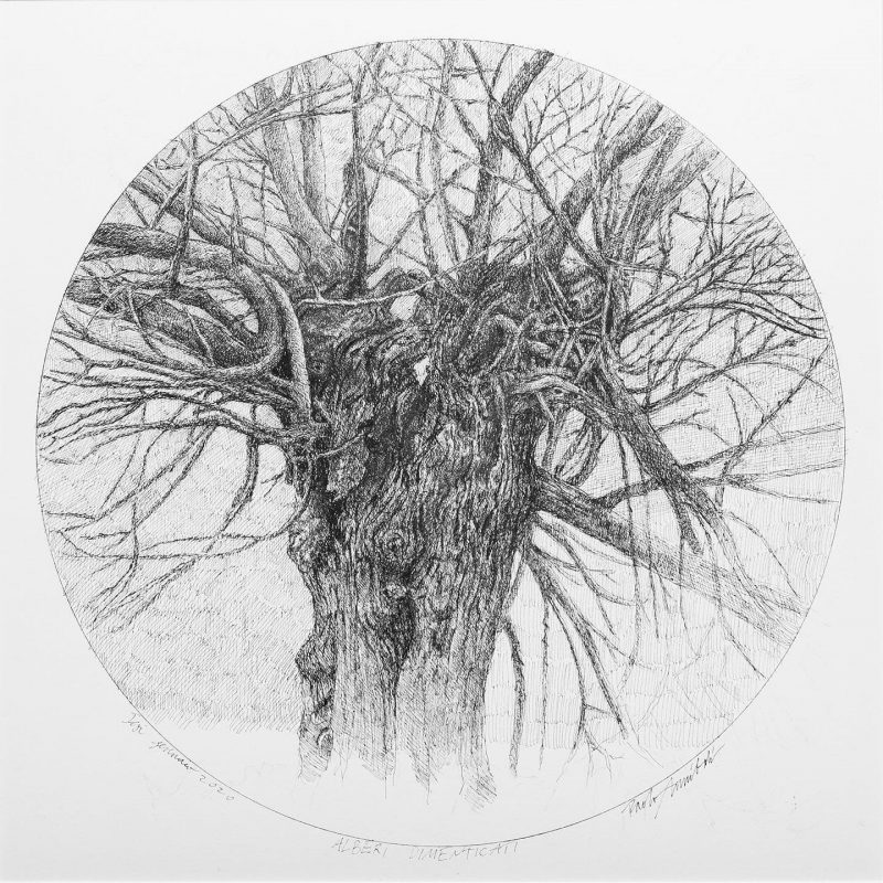 Alberi dimenticati, Tiglio 2020