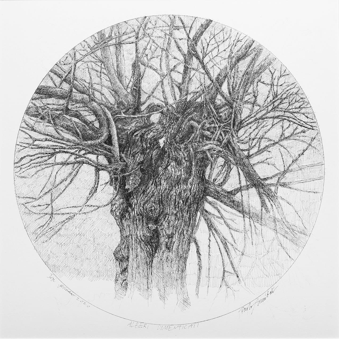 Alberi dimenticati, Tiglio 2020